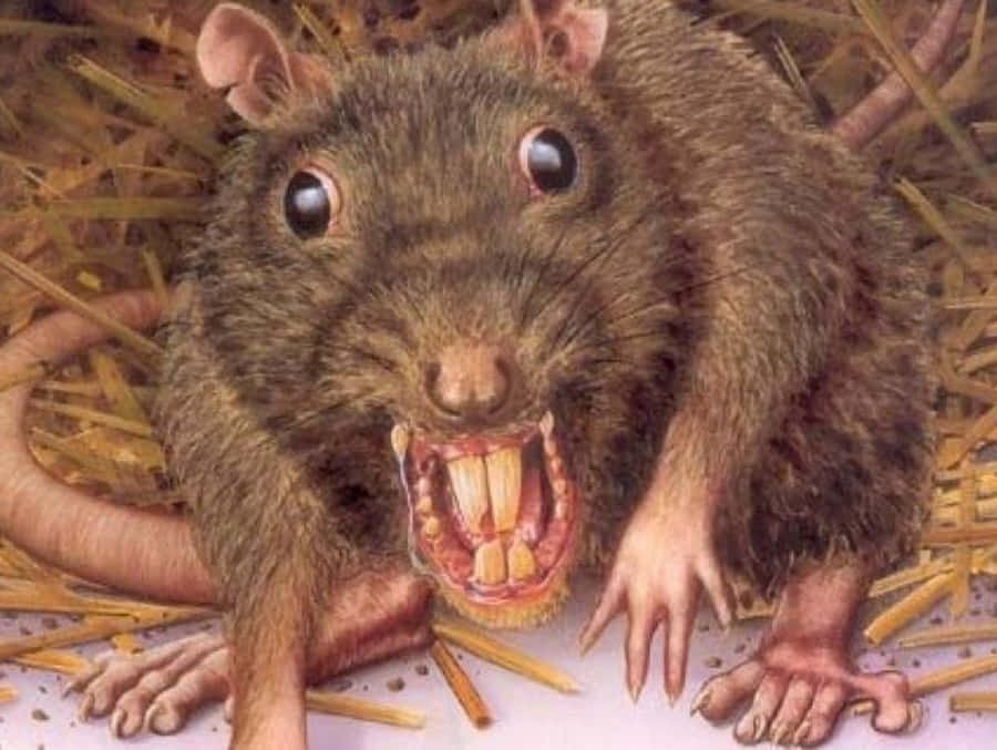 ugly-rat-pictures.jpg.2358c7f7c64edb8d0538eebf33d68624.jpg